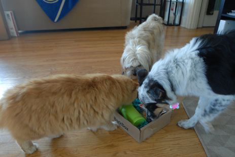 BarkBox Review September 2012