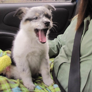 Australian Shepard lab mix puppy