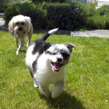 Australian Shepard lab mix puppy