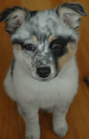 3/4 Austrian Shepard & 1/4 lab puppy