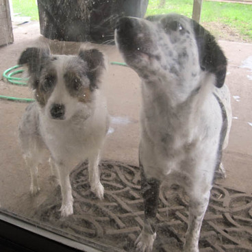 Australian Shepard lab mix dog