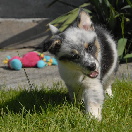 Australian Shepard lab mix puppy