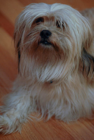 Lhasa Apso dog